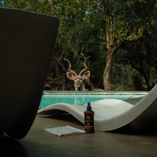 A kudu antelope by a pool in South Africa